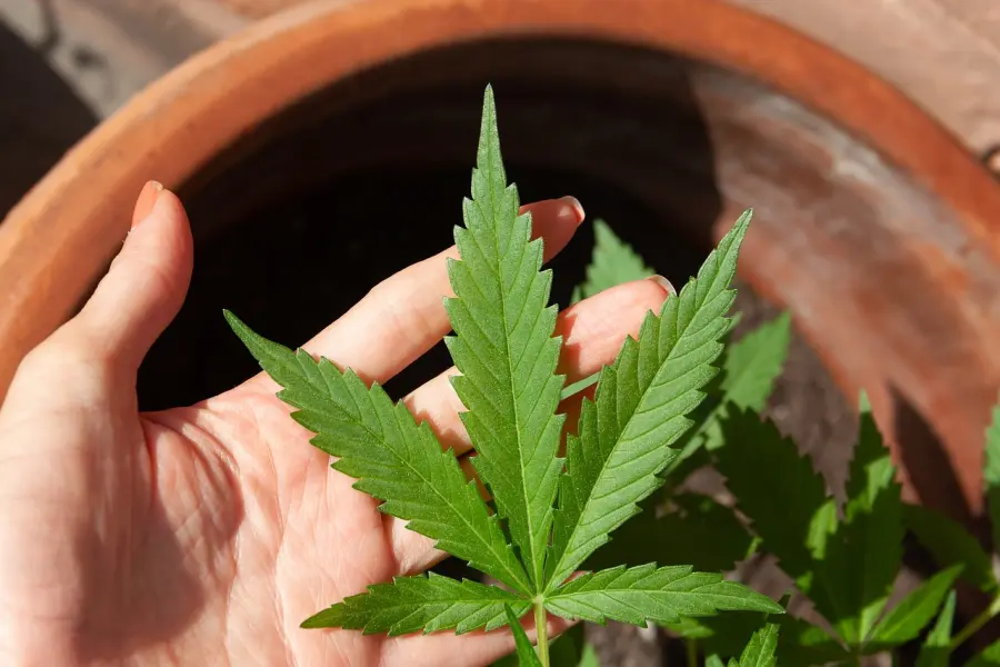 CBD e mal di denti: può davvero essere utile?