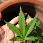 CBD e mal di denti: può davvero essere utile?
