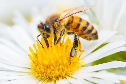 Polline d'api: benefici, proprietà e assunzione