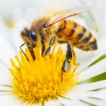 Polline d'api: benefici, proprietà e assunzione