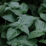 Melissa: benefici, proprietà e usi terapeutici