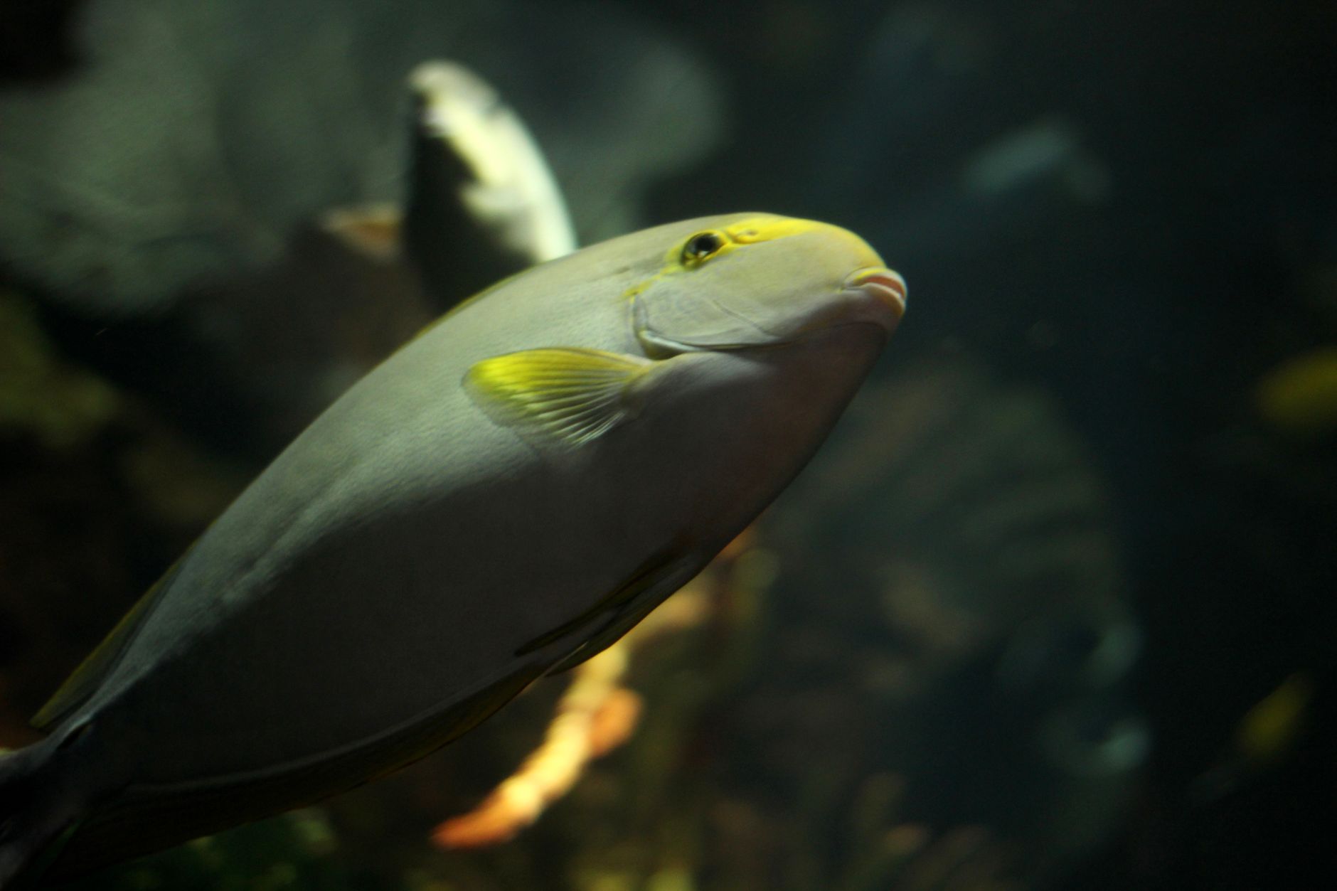 Pesce ricco di omega-3: quali specie e benefici