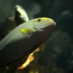 Pesce ricco di omega-3: quali specie e benefici