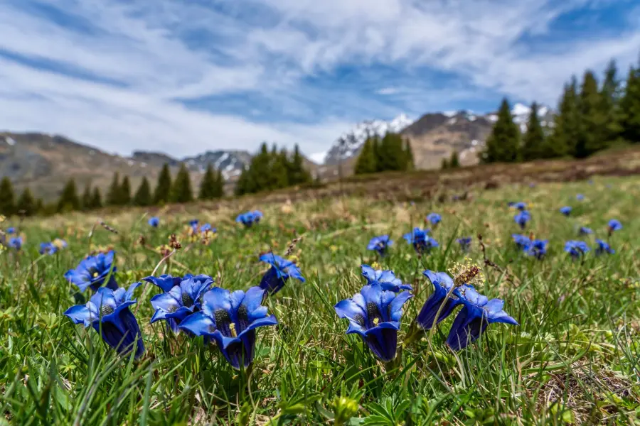 Genziana velenosa: come non confonderla con la vera
