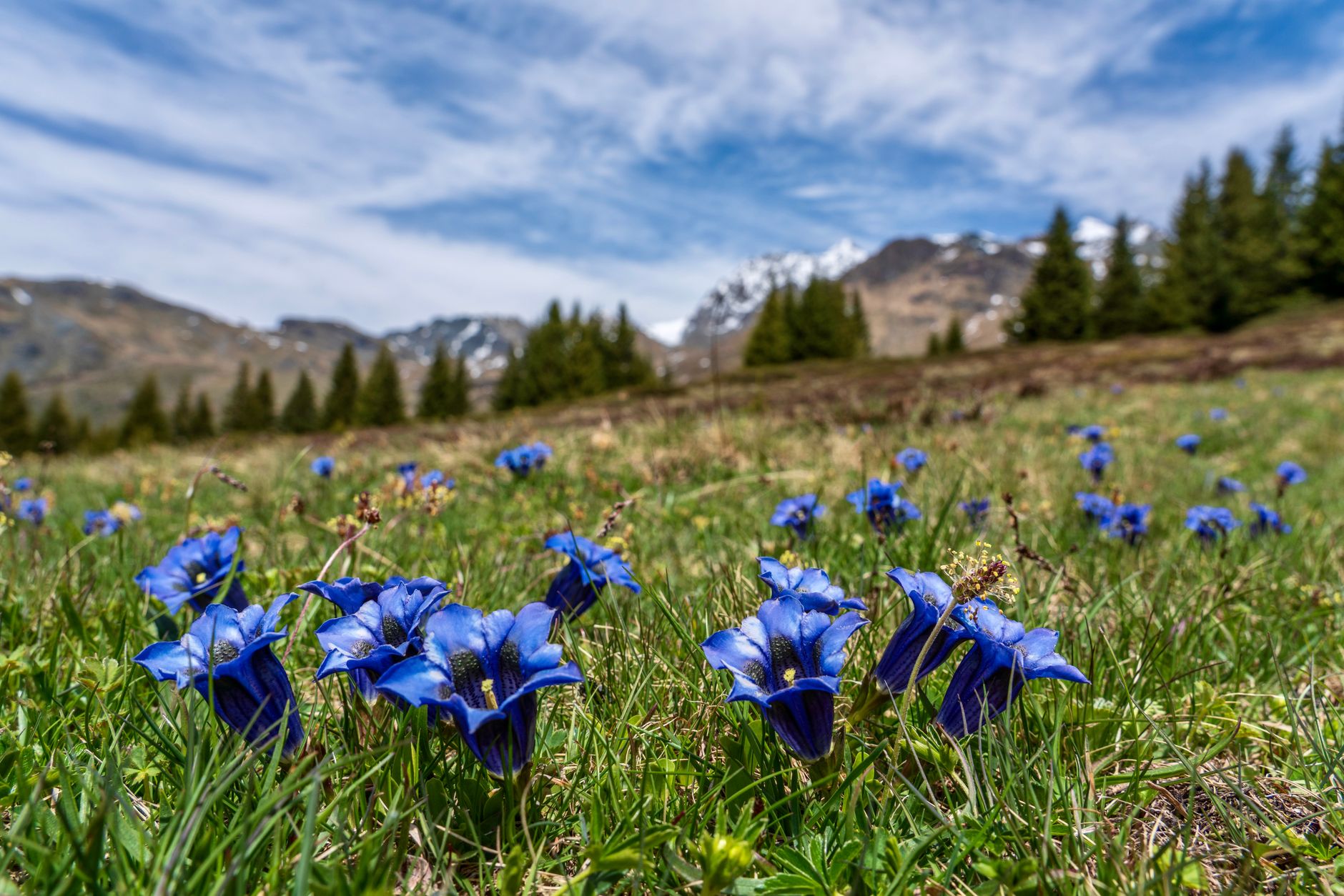 Genziana velenosa: come non confonderla con la vera