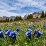 Genziana velenosa: come non confonderla con la vera