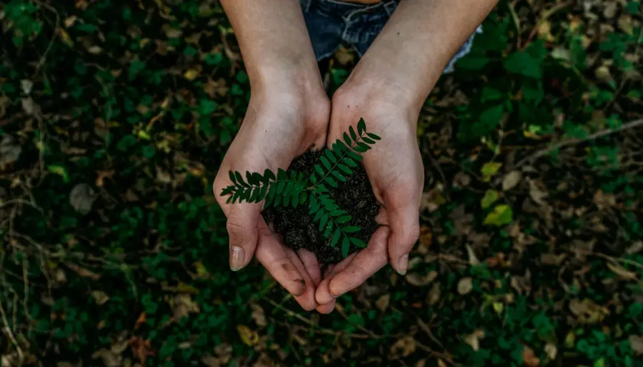 Cos’è e a cosa serve il tribulus terrestris?