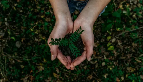 Cos’è e a cosa serve il tribulus terrestris?