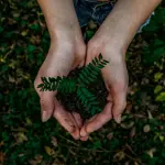 Cos’è e a cosa serve il tribulus terrestris?