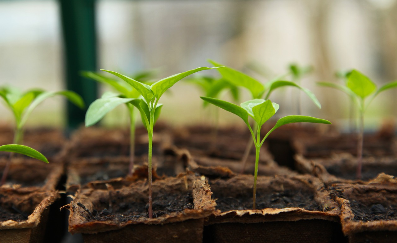 Come il giardinaggio aiuta l’equilibrio psicofisico