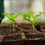 Come il giardinaggio aiuta l’equilibrio psicofisico