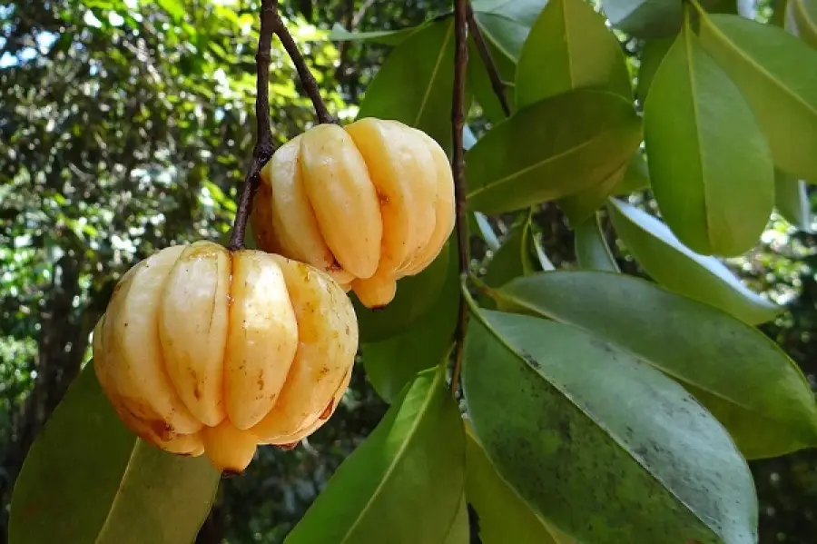 Garcinia Cambogia: le principali proprietà