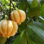 Garcinia Cambogia: le principali proprietà