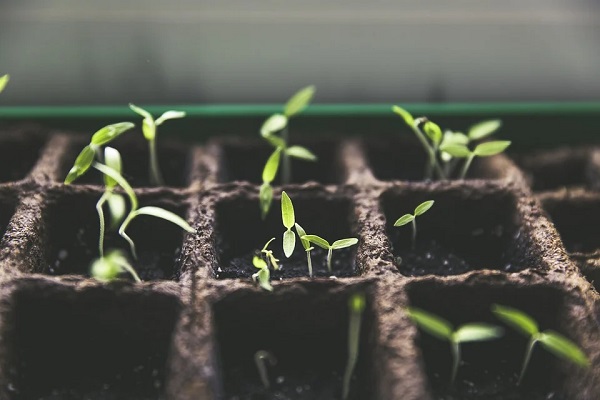 Come coltivare la cannabis legale in Italia