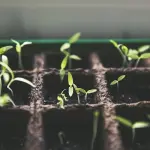 Come coltivare la cannabis legale in Italia