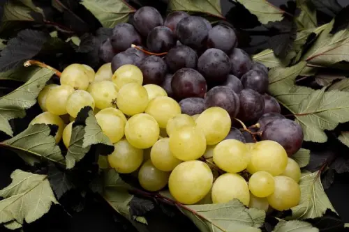 Uva: proprietà e benefici per la dieta