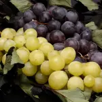 Uva: proprietà e benefici per la dieta